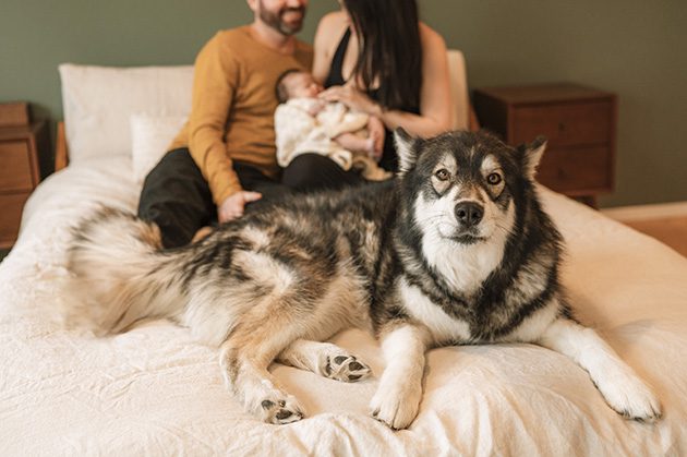 lifestyle newborn photography with dog bend oregon
